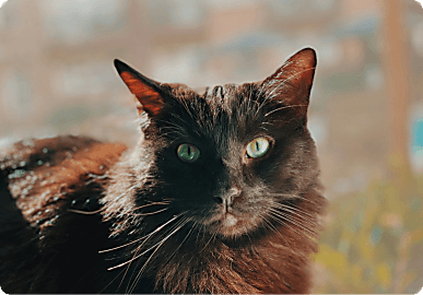 Royal Canin cat category
