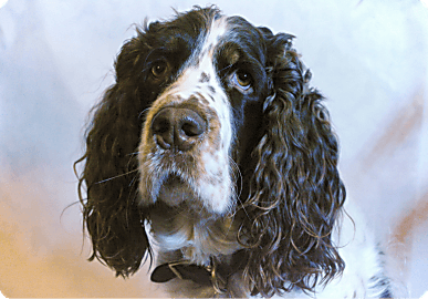 Royal Canin dog category