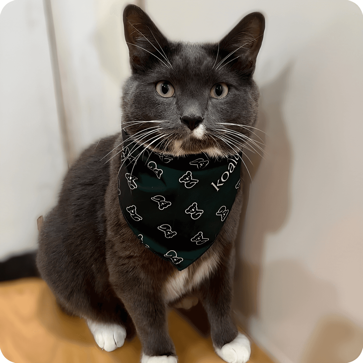 Adoption & Growth Drivers