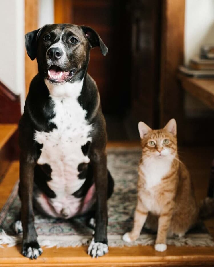 A black and white dog and an orange cat sitting next to each other