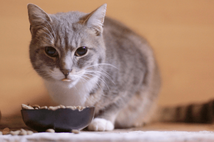 Helping Pets Lose Weight Safely