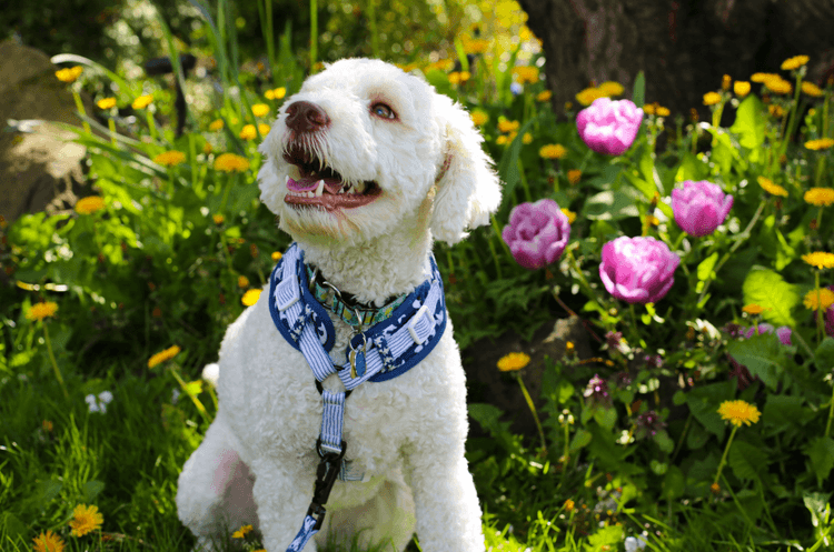 Spring Pet Allergies: Symptoms & Survival Tips