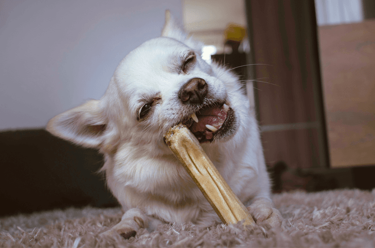 The Link Between Diet and Oral Health