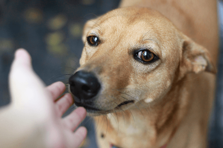 Dog Bite Prevention Week: What Every Owner Needs to Know