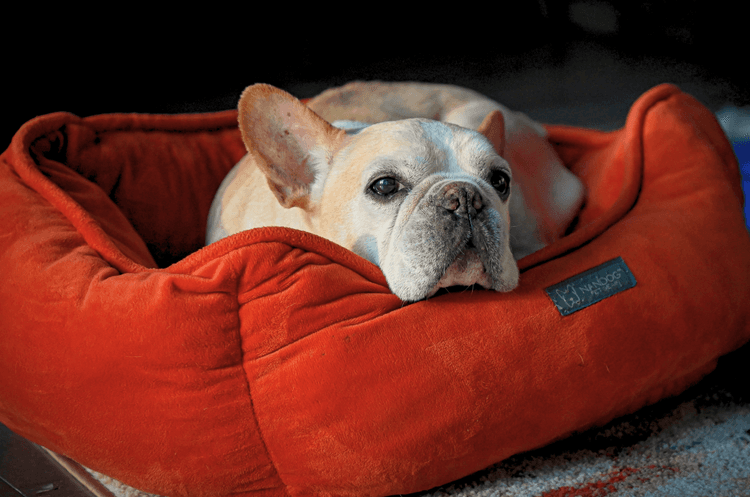 Pet Arthritis Flare Ups: Managing Your Dog or Cat's Bad Joint Day