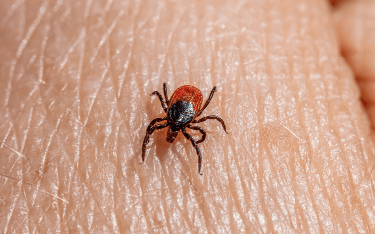 Myth Busting: Fleas and Ticks in Winter