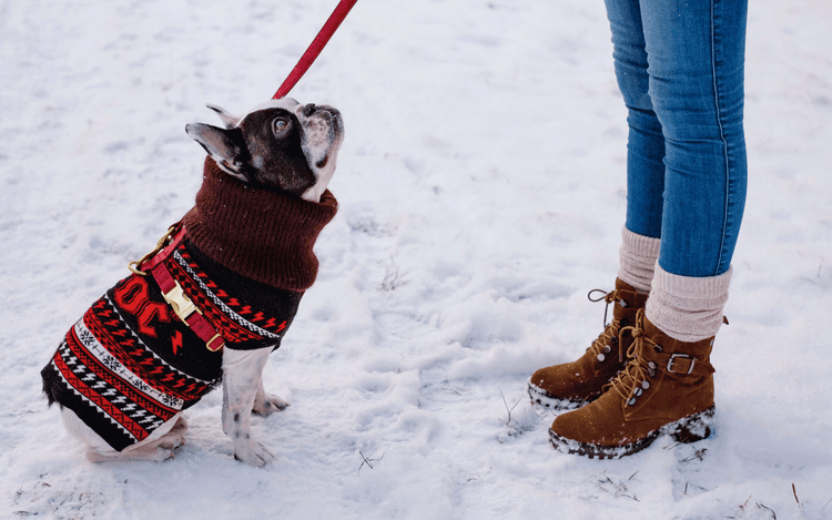 Winter Skin & Paw Health 101