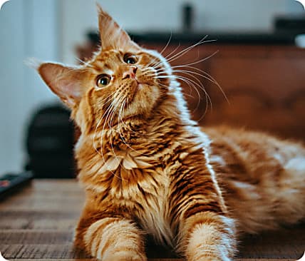 Koala Health box, pouch and pills for Leila the dog