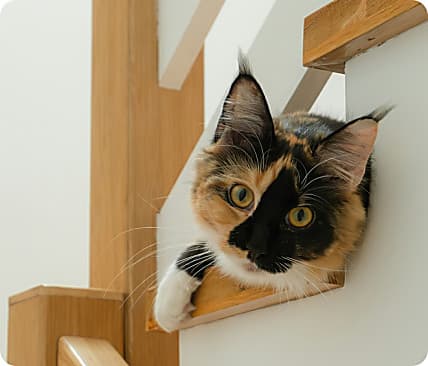 Koala helps you give your clients the care they deserve