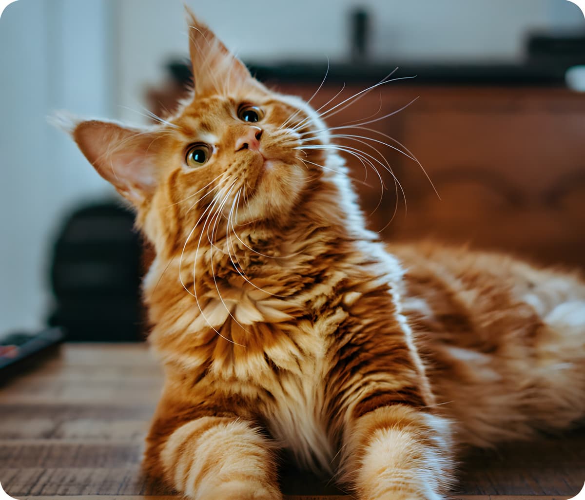 Koala Health box, pouch and pills for Leila the dog