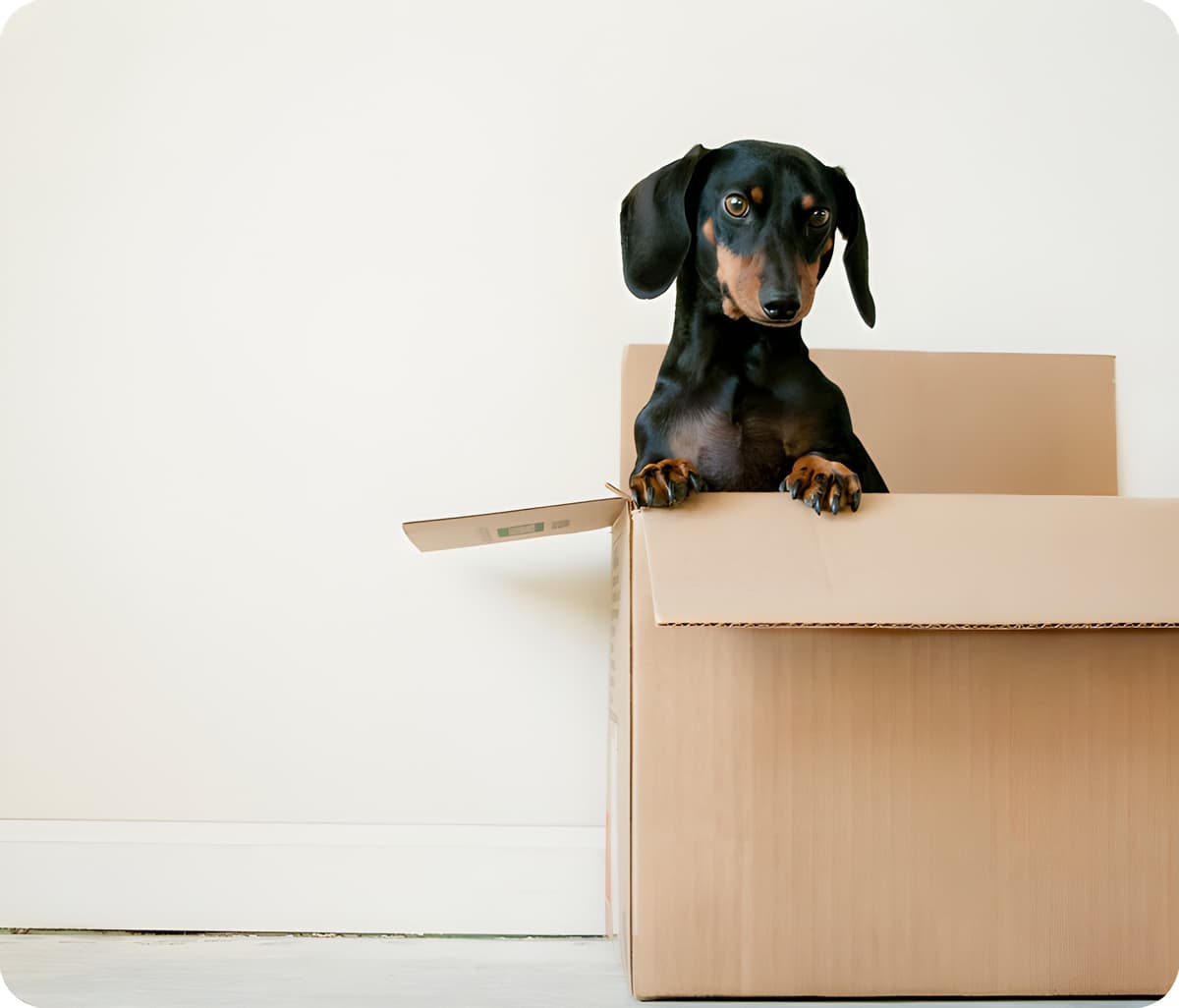 Corgi with pet parents